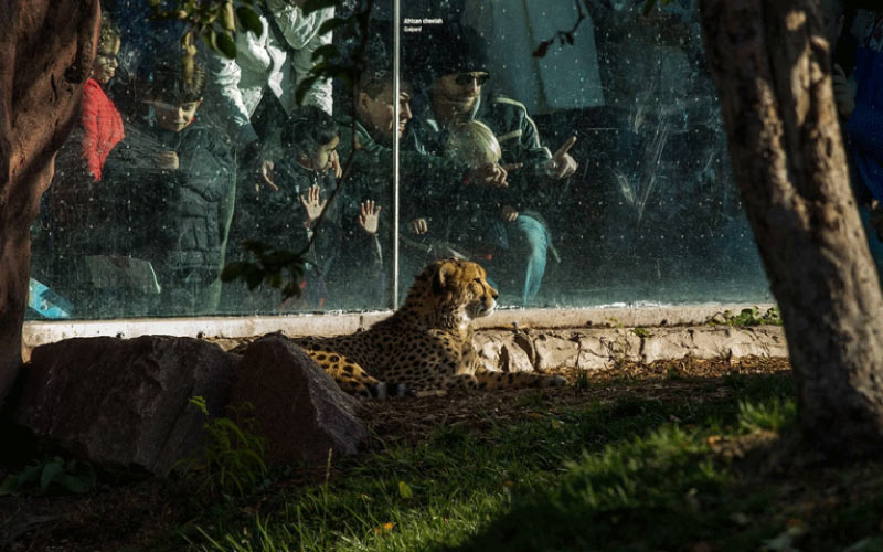 children at a Zoo, Australia adventure, November 2024, Australia